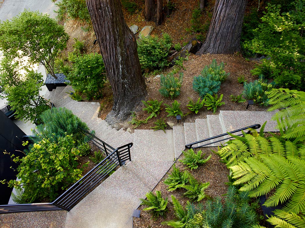 Redwood landscape and design